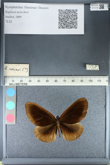 Media type: image;   Entomology 161156